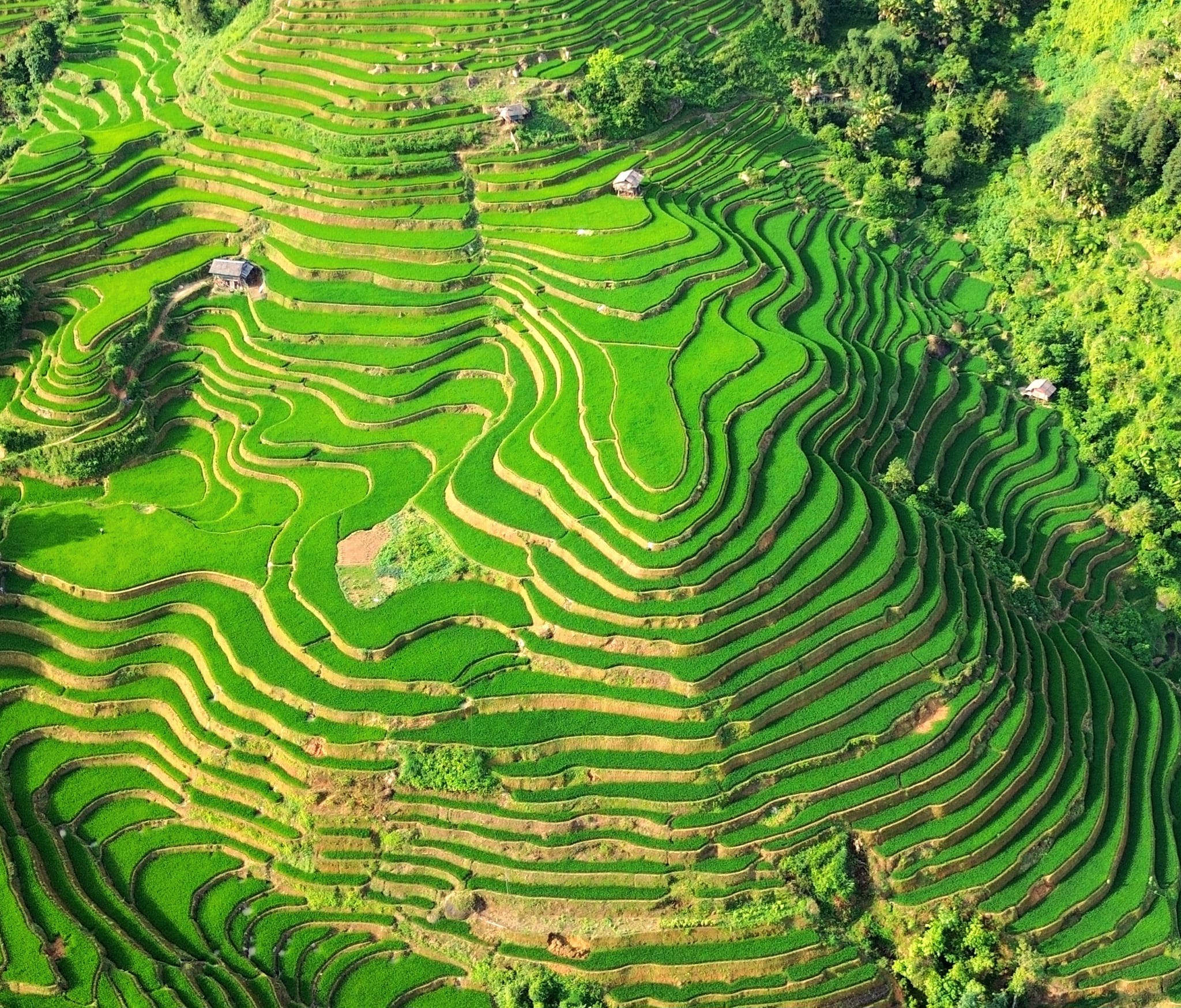 Ha Giang in the season of ripe rice - A golden symphony in the mountains and forests of the Northeast